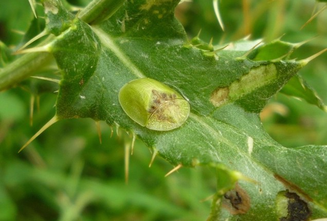 Green Thistle Beetle (Cassida Rubiginosa) On A Thistle Leaf