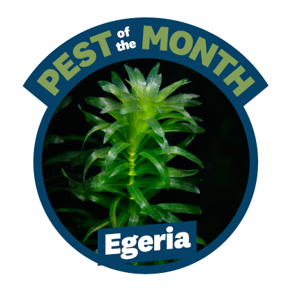 a photo of green plant under water that is in a circle with the words Pest of the Month and egeria on it