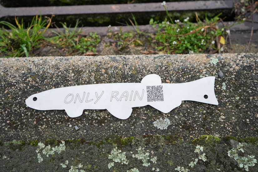 A closer view of the only drain rain fish - A metal cut out of a fish, with a QR code and the words Only Rain, attached to a curb near a stormwater drain.