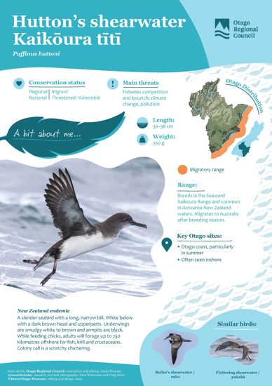 Hutton’S Shearwater Kaikōura Tītī (1)