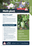 Factsheet Moth Plant (Pest) Cover