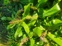 Wild Ginger 2