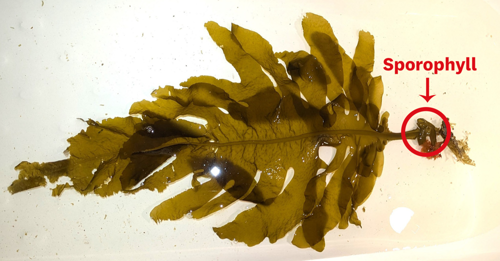 a piece of green seaweed on a white tray