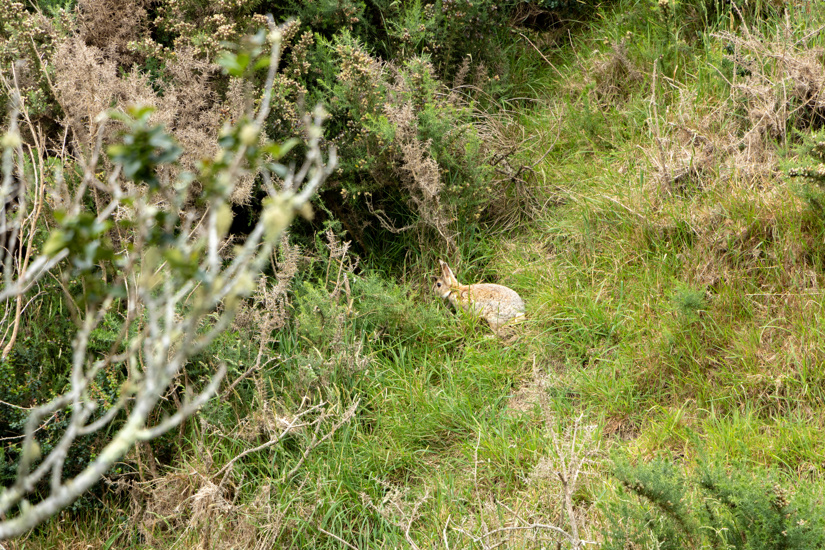 Rabbits | Otago Regional Council