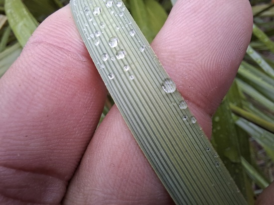 African Feather Grass 24 ORC