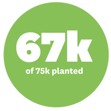 67k of 75k natives planted