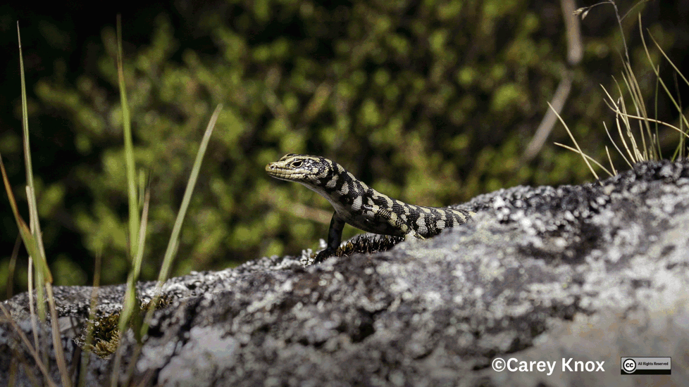 Otago Skink (Oligosoma Otagense) Carey Knox All Rights Reserved