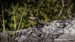 Otago Skink (Oligosoma Otagense) Carey Knox All Rights Reserved