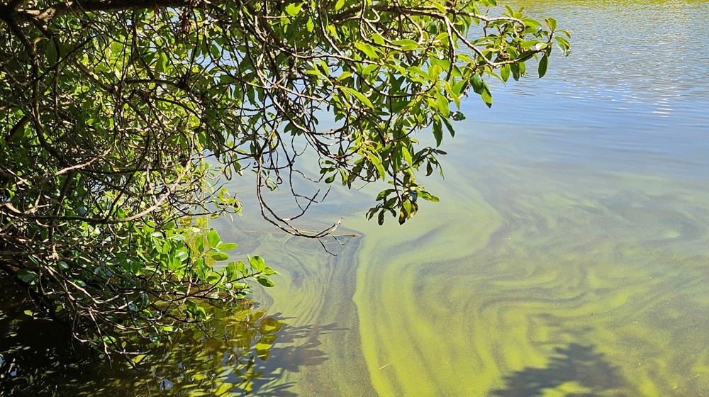 Toxic Algae Upper Tomahawk Lagoon Mar 2025