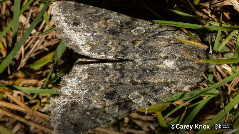 Ichneutica Virescens, A Species First Described From Specimens Collected In Otago. Photo Carey Knox CC0