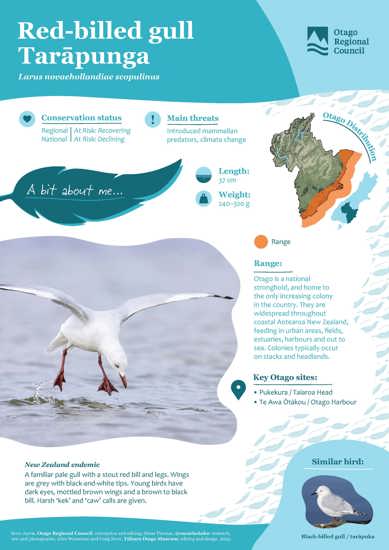 Red Billed Gull Tarāpunga (1)