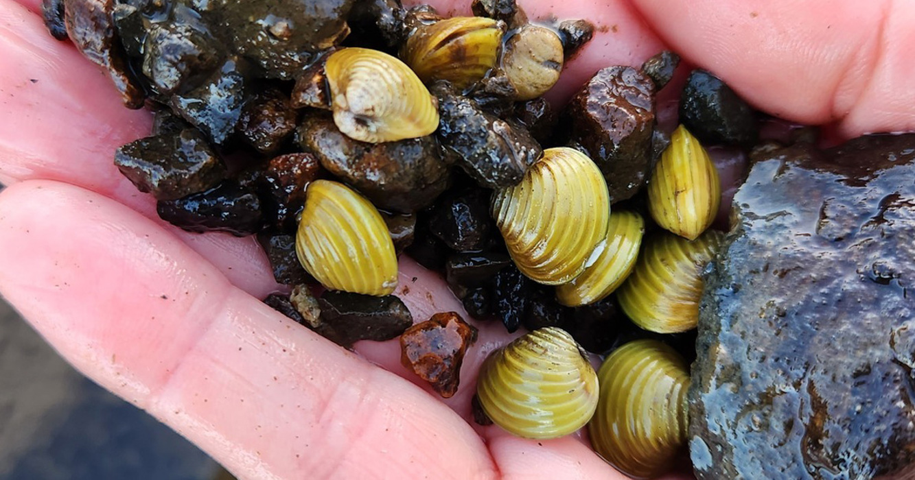 Freshwater gold clam | Otago Regional Council