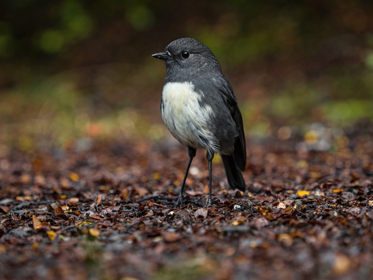 South Island Robin Petroica Australis Toutouwai Kakaruwai Adobestock 1422476556