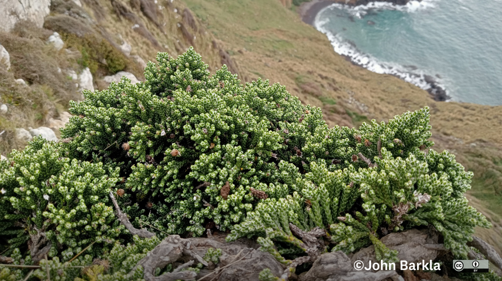 Helichrysum Simpsonii Subsp. Tumidum Sandymount, Otago Peninsula. Credit John Barkla  some rights reserved