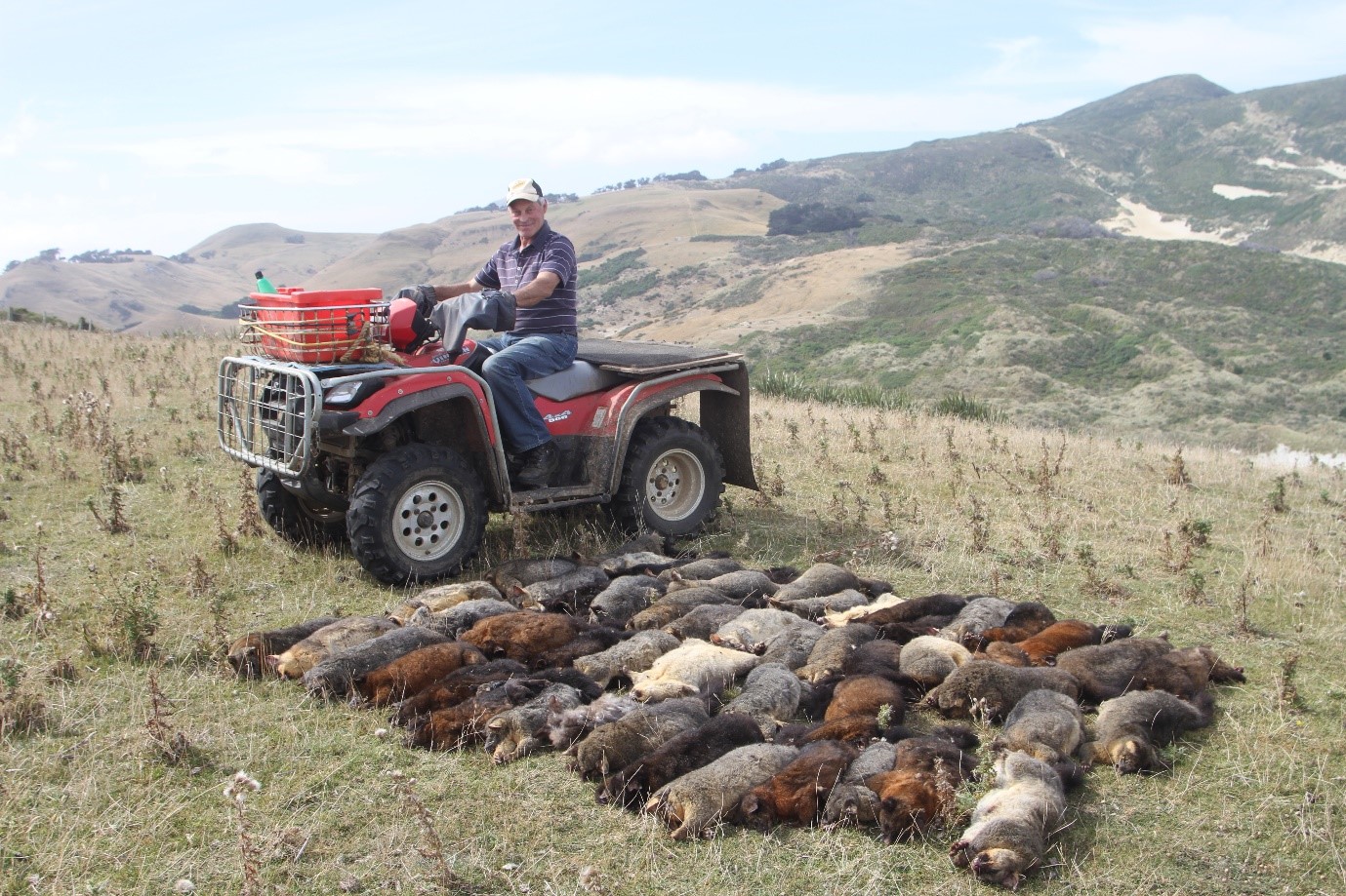 a person sitting on a farm bike with lots of dead possums on the ground beside them