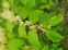Japanese Knotweed 4