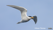 Bird Black Fronted Tern Tarapirohe Flying Photographer Oscar Thomas CC BY NC ND