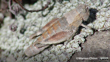 Grasshopper Sigaus Childi Warren Chinn CC BY NC 12114426