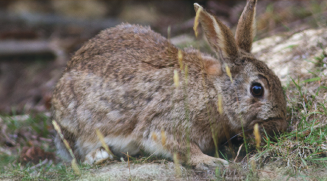 a rabbit eating grass