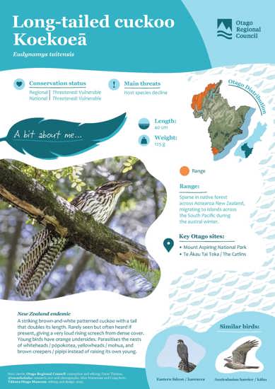 Long Tailed Cuckoo Koekoeā (1)