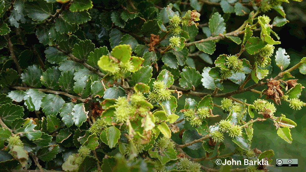 Silver Beech (Lophozonia Menziesii) John Barkla Some Rights Reserved Clutha