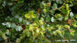 Silver Beech (Lophozonia Menziesii) John Barkla Some Rights Reserved Clutha