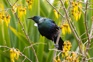 Native Biodiversity T9bcwsd Imgur