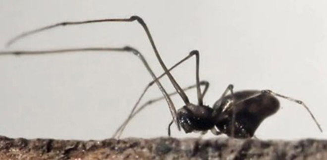 a close up of a dark brown blackish spider with long, thin legs on a brown surface