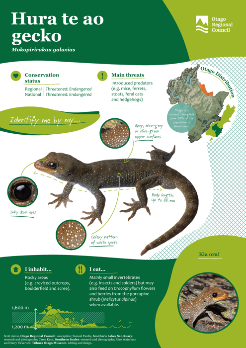 Otago’s skinks, gecko and tuatara