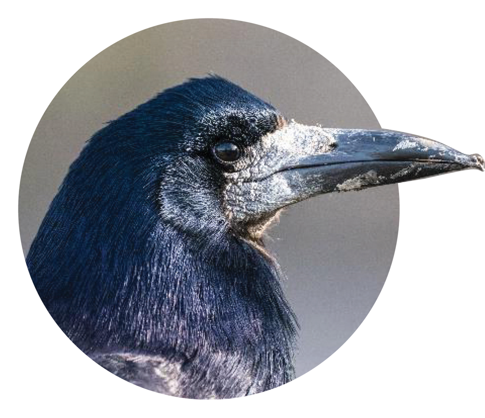 Rook