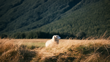 The Waterways Sheep Unsplash (1)