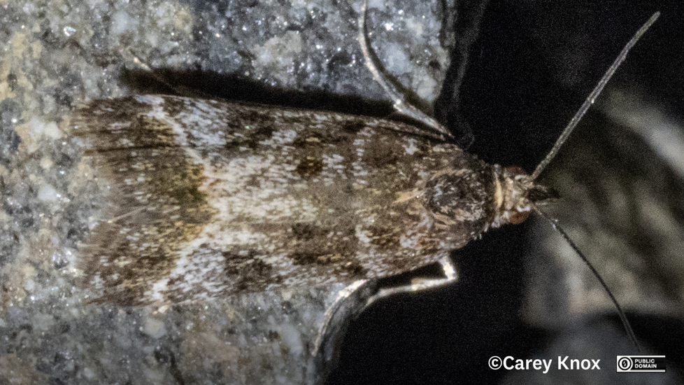 Scoparia Caliginosa, A Species First Described From Specimens Collected In Otago Carey Knox All Rights Reserved