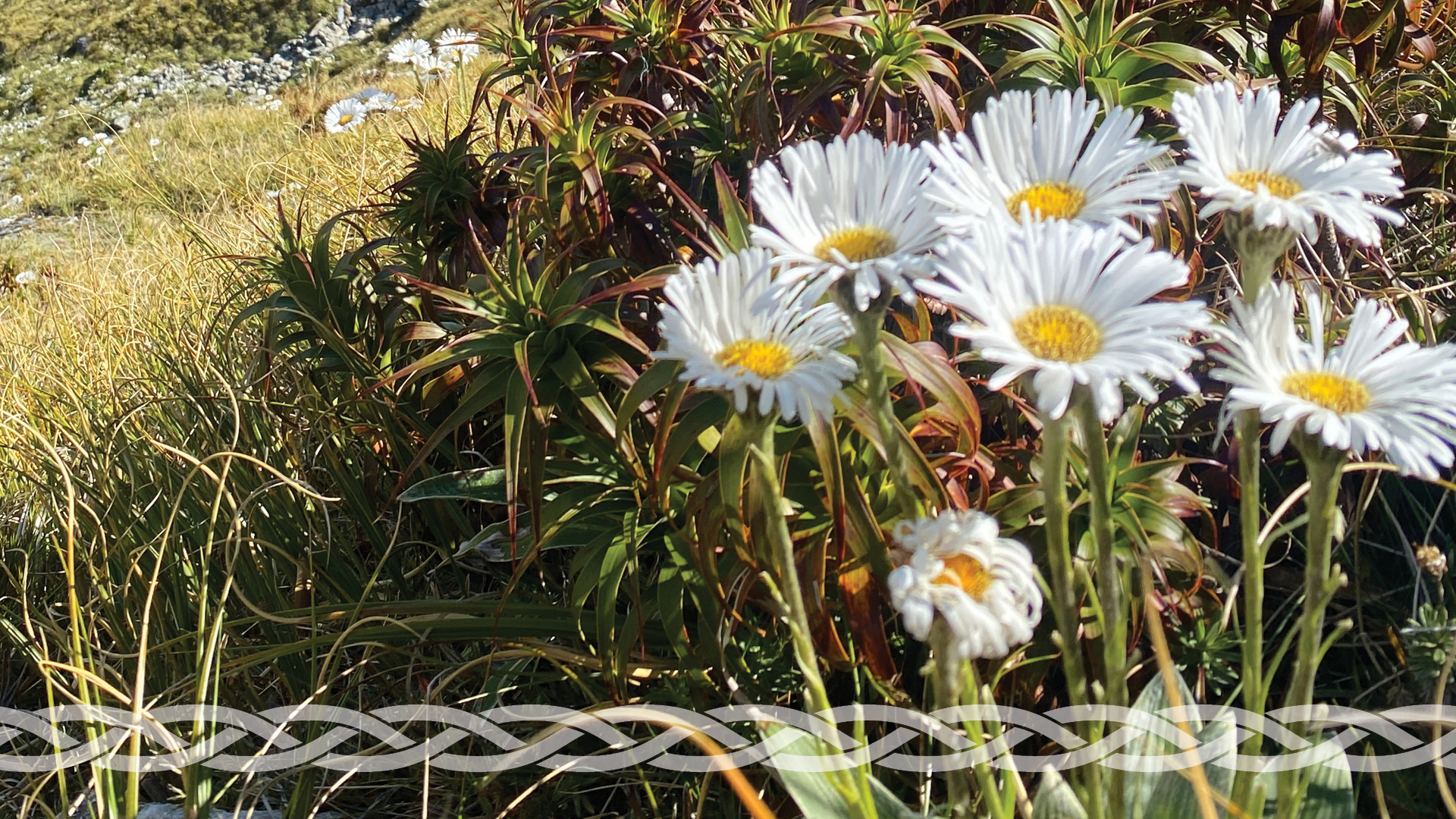 RPMP Web Tile PROOF 251023