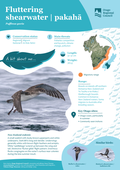 Fluttering Shearwater Pakahā Thumbnail