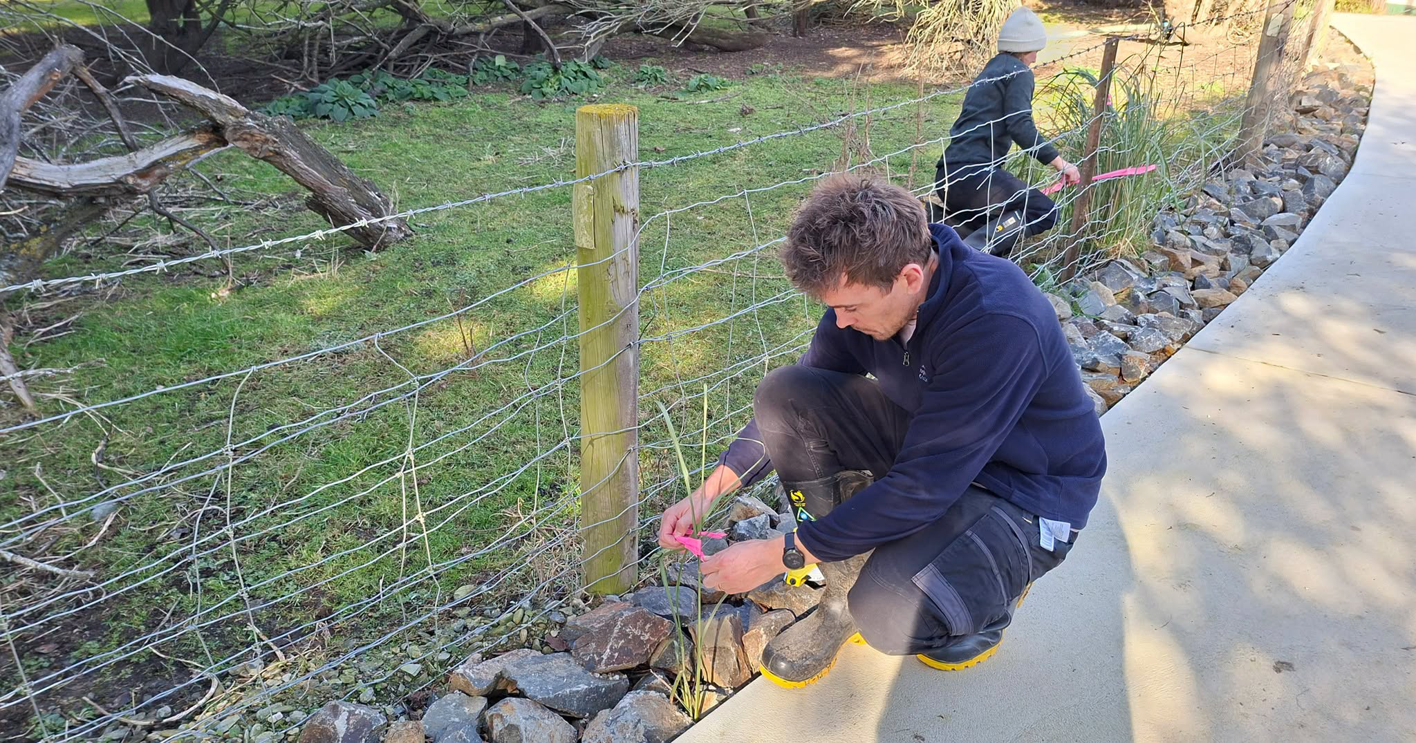 a person bending down tying a red label to a plant. Another person is in the background doping the same thing to another plant of the same species