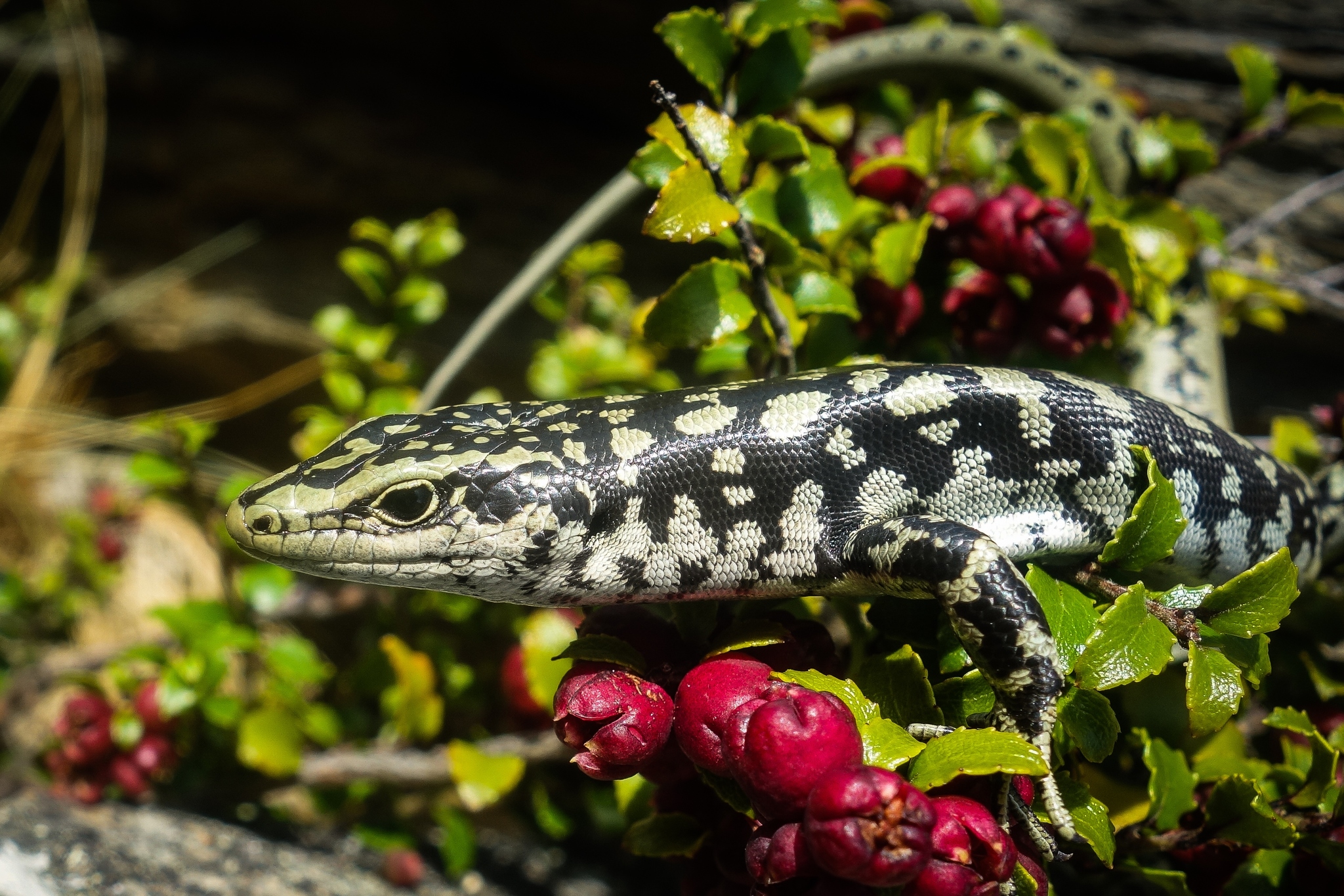 a greenish grey lizard sitting on a green plant with red berries