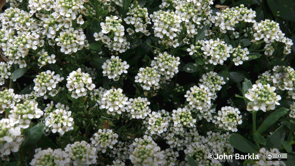 Lepidium Crassum Photo John Barkla (Some Rights Reserved)
