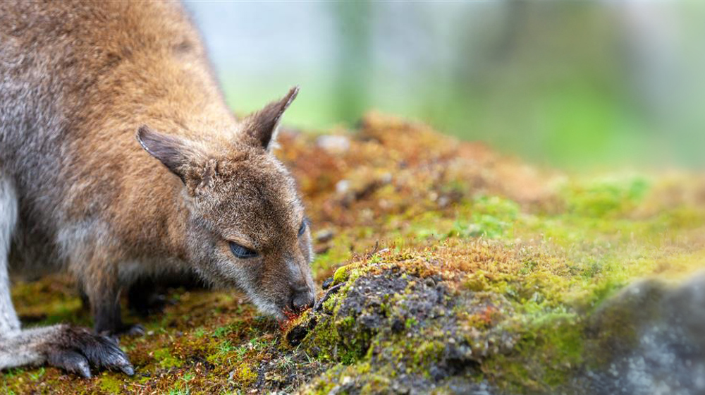 Bennetts Wallaby Close Up Of Female Red Necked Wallaby Or Bennett's Wallaby, Macropus Rufogriseus Adobestock 1526573388 Extended