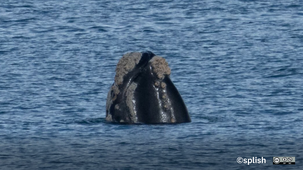 Tohora Southern Right Whale. Photo Splish (CC BY NC)