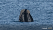 Tohora Southern Right Whale. Photo Splish (CC BY NC)