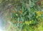 Wild Ginger 4