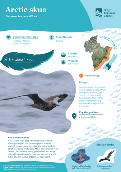 Arctic Skua Thumbnail