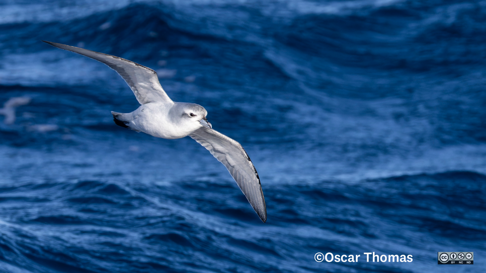 Fairy Prion Flying Tītī Wainui Photographer Oscar Thomas CC BY NC ND Bird