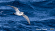 Fairy Prion Flying Tītī Wainui Photographer Oscar Thomas CC BY NC ND Bird