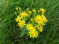 Ragwort