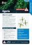 Cover Egeria Pest Fact Sheets A4 Feb 2026