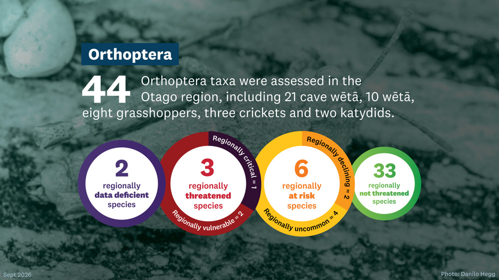 Orthoptera Threat Assessment Stats Infographics Pie Chart Option 1920 X1080Px Sept 2026