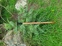 Nodding Thistle Glossy Green Leaves With Pale Midribs And Sharp Spines,