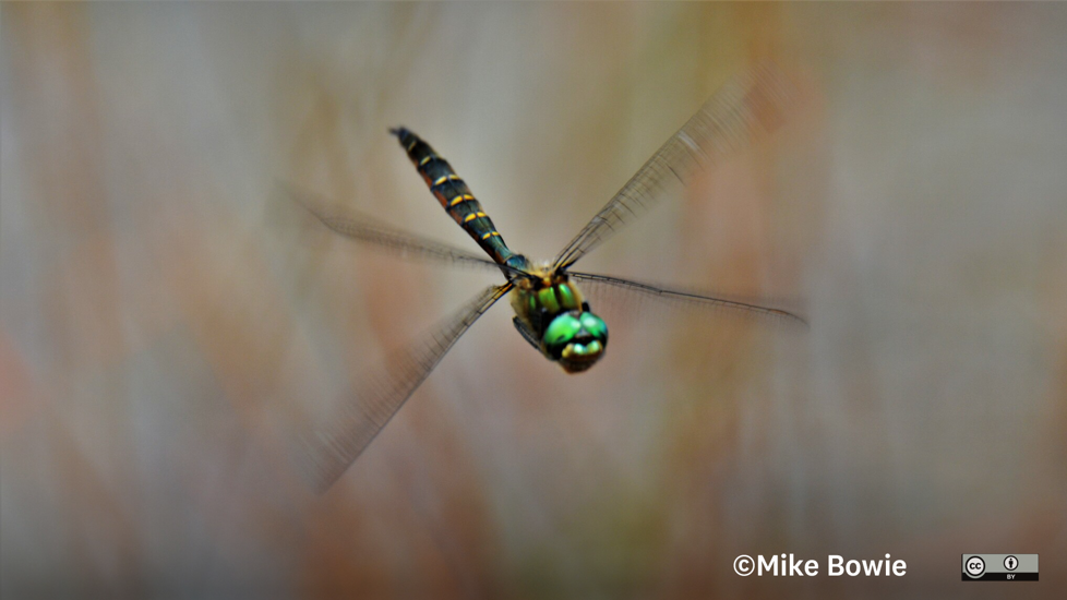 Smith's Dragonfly Mike Bowie CC BY 4