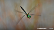 Smith's Dragonfly Mike Bowie CC BY 4